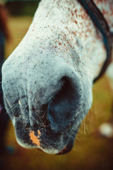 The nostrils of the horse