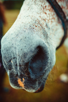 The nostrils of the horse