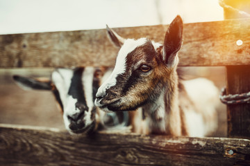 Cute Baby Goats