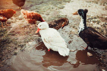 Free range living ducks