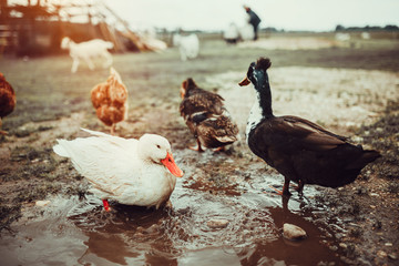 Free range living ducks