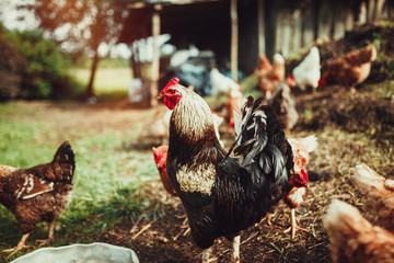 Free range living chickens