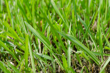 Grass In Soft Focus for Natural Background.
