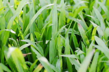 Grass In Soft Focus for Natural Background.