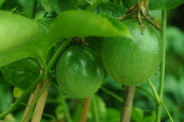 A close-up of passion fruit growing in an orchard
