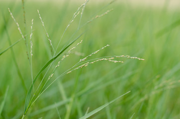 Grass In Soft Focus for Natural Background.