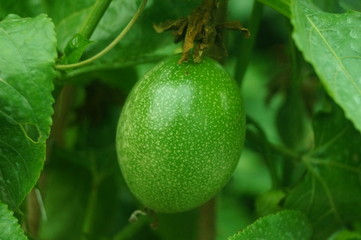 A close-up of passion fruit growing in an orchard