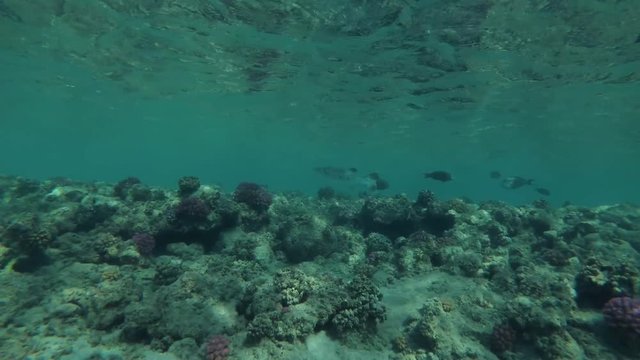 juvenile Great Barracuda (Sphyraena barracuda) swim beside coral reef, Red sea, Marsa Alam, Abu Dabab, Egypt
