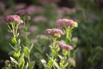 Sedum, Fette Henne Bodendecker im Garten werden von der Sonne angestrahlt