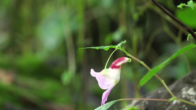 Parrot flower. (Impatiens psittacina)
