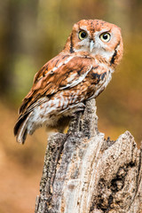 BrownEastern Screech Owl 