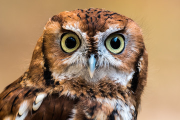 Screech Owl Staring