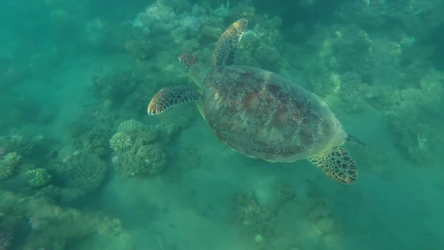 Young Green Sea Turtle (Chelonia mydas) swims near coral reef, Red sea, Marsa Alam, Abu Dabab, Egypt
