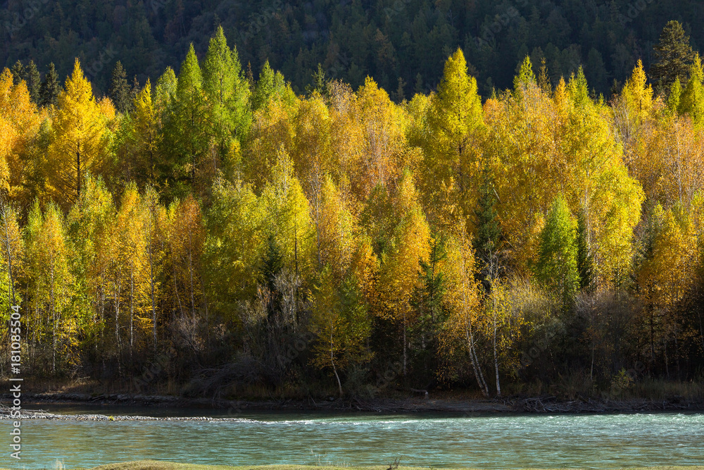 Poster chuya river and autumn forest, altai republic, russia.