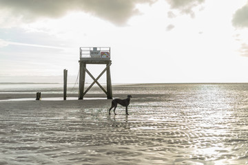 The Greatdane at the Sea © Ben.Photoholic