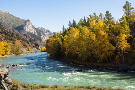 Chuya River and autumn forest, Altai Republic, Russia.