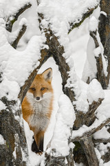 Red Fox In Winter - 181085720