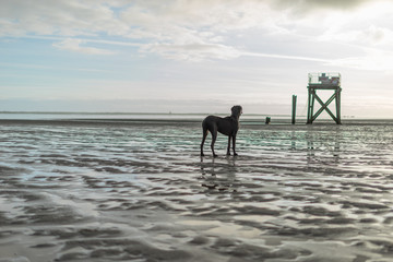 The Greatdane at the Sea © Ben.Photoholic