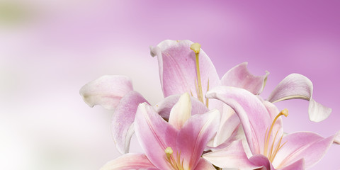 Fototapeta premium lily garden flower