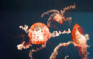 red jellyfish in the blue sea water  © nd700
