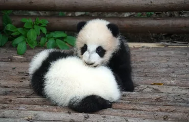 Crédence de cuisine en verre imprimé Panda Baby panda playing and sleeping outside