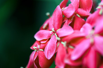 Fototapeta premium Close up Ixora Red spike flower