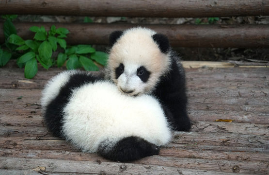 Fototapeta Baby panda playing and sleeping outside