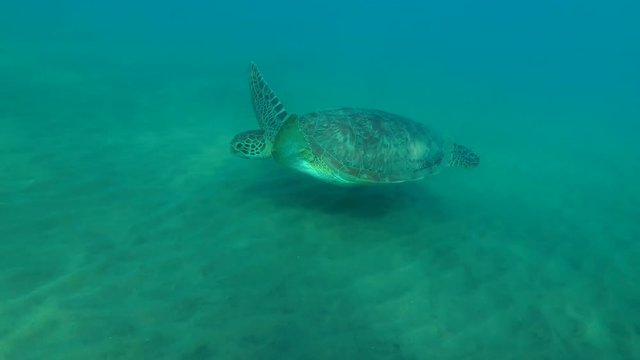 Young female Green Sea Turtle (Chelonia mydas) swims over the sandy bottom, Red sea, Marsa Alam, Abu Dabab, Egypt
