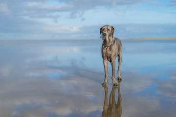The Greatdane at the Sea © Ben.Photoholic