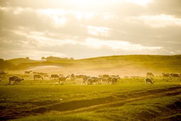 Fototapeta premium Mongolia flock