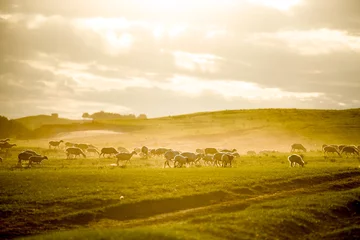 Deurstickers Heuvel Mongolië kudde