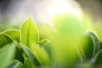 Closeup nature view of green leaf in garden at summer under sunlight.