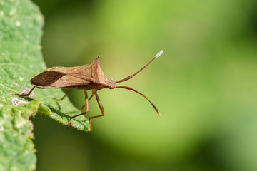 Image of Cletus trigonus (Hemiptera) on a green leaf on nature background. Insect Animal