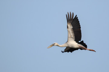 Fototapeta na wymiar Image of an Asian openbill stork(Anastomus oscitans) flying in the sky. Bird, Wild Animals.