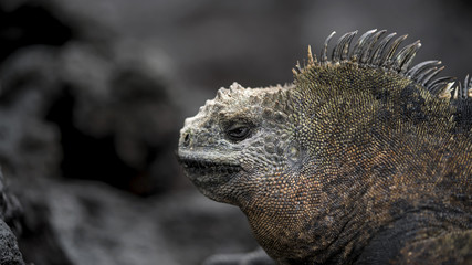 Marine Iguana sunning to warm up and induce digestion.