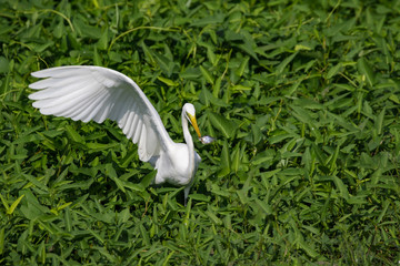 Image of Great Egret(Ardea alba) eating fish on the natural background. Heron, White Birds, Animal.