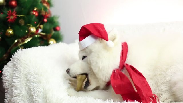 A gift for a dog for Christmas. On the holiday the dog was given a sweet bone. A dog with a scarf around his neck and a hat for Christmas
