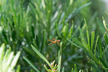 brown dragonfly with blue eyes