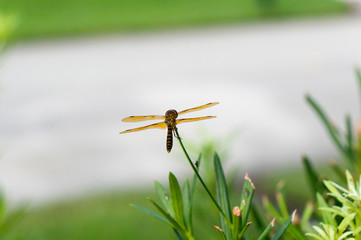brown dragonfly with blue eyes