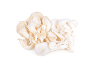fresh white oyster Hungary mushroom on white background