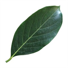 single jackfruit leaf