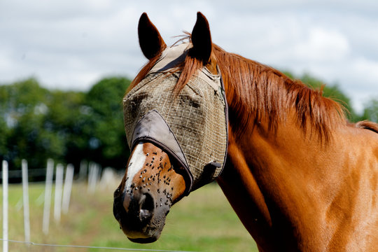 Mouches sur les naseaux d'un cheval .