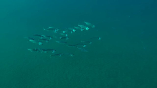 School of Mackerel feeds plankton under surface water, Red sea, Marsa Alam, Abu Dabab, Egypt
