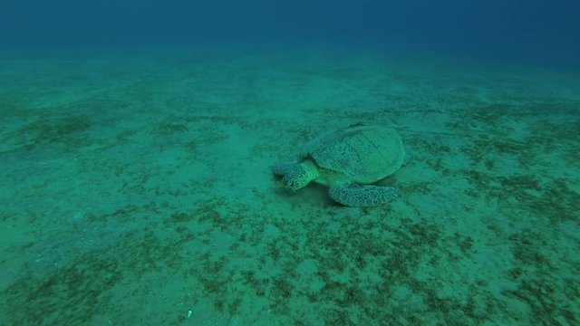 Leucism - Big male Green Sea Turtle (Chelonia mydas) with Remora fish (Echeneis naucrates) and Golden Trevally (Gnathanodon speciosus) eats sea grass, Red sea, Marsa Alam, Abu Dabab, Egypt
