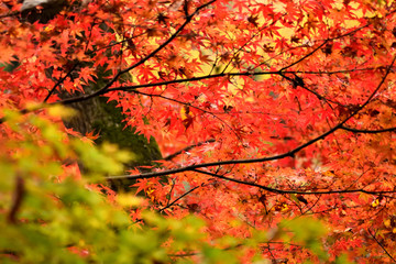 秋の奥多摩 紅葉