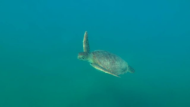 Young female Green Sea Turtle (Chelonia mydas) floats to surface of water, breathes and dives to the bottom, Red sea, Marsa Alam, Abu Dabab, Egypt
