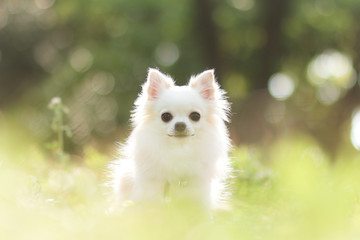 春の日差しとチワワ 2