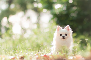 春の暖かな日とチワワ