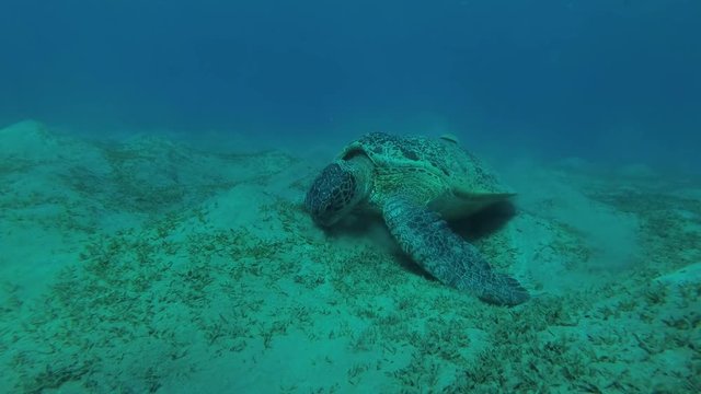 Green Sea Turtle (Chelonia mydas) with Remora fish (Echeneis naucrates) eats the sea grass on a sundy bottom, Red sea, Marsa Alam, Abu Dabab, Egypt

