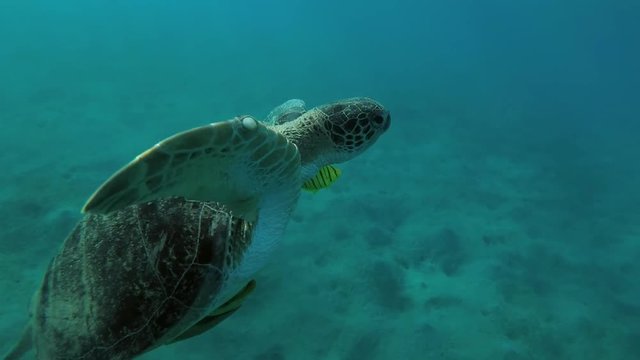 Melanism: Big male Black Sea Turtle with Remora fish and Golden Trevally swim to surface of water, Red sea, Marsa Alam, Abu Dabab, Egypt
